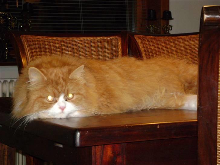 Blanding af racer Charlie billede 2