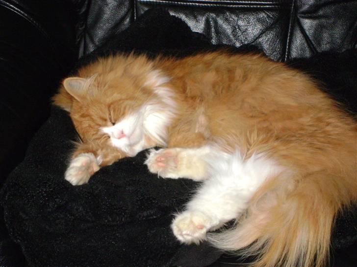 Blanding af racer Charlie billede 3