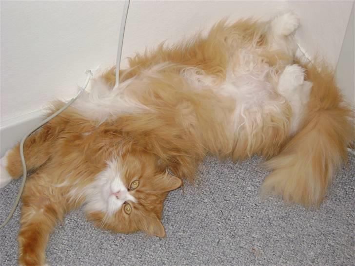 Blanding af racer Charlie billede 4