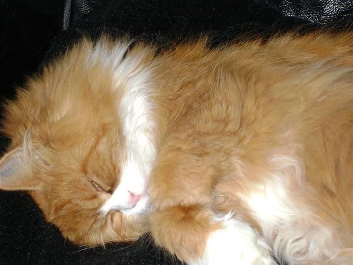 Blanding af racer Charlie billede 5