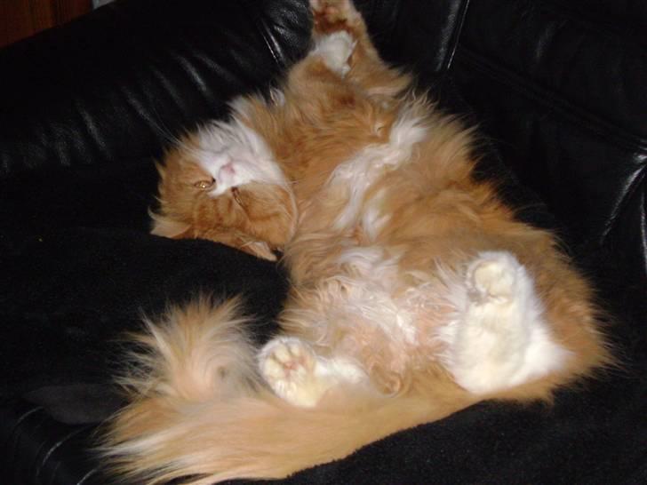 Blanding af racer Charlie billede 6