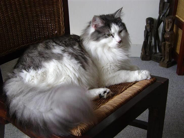 Blanding af racer Minimis ( <3  himmel kat)  billede 1