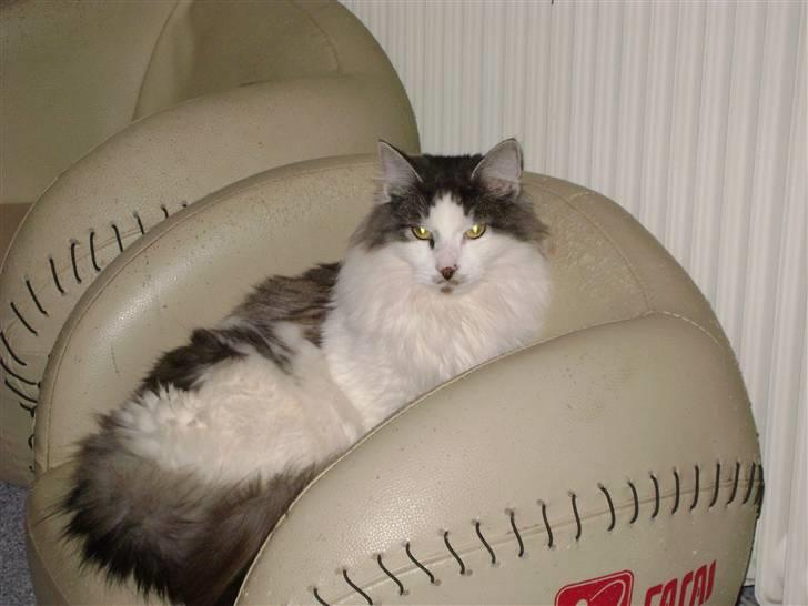 Blanding af racer Minimis ( <3  himmel kat)  billede 2