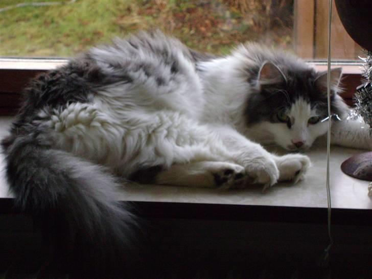 Blanding af racer Minimis ( <3  himmel kat)  billede 3