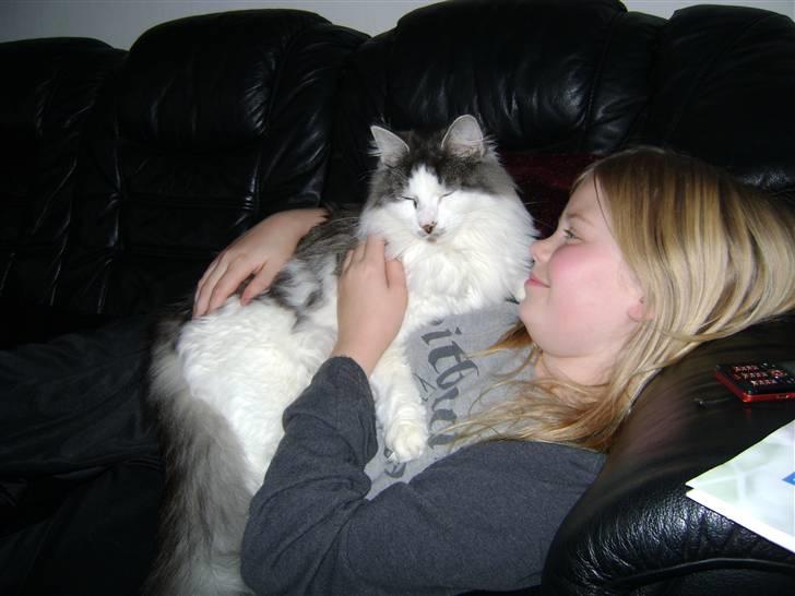 Blanding af racer Minimis ( <3  himmel kat)  billede 4