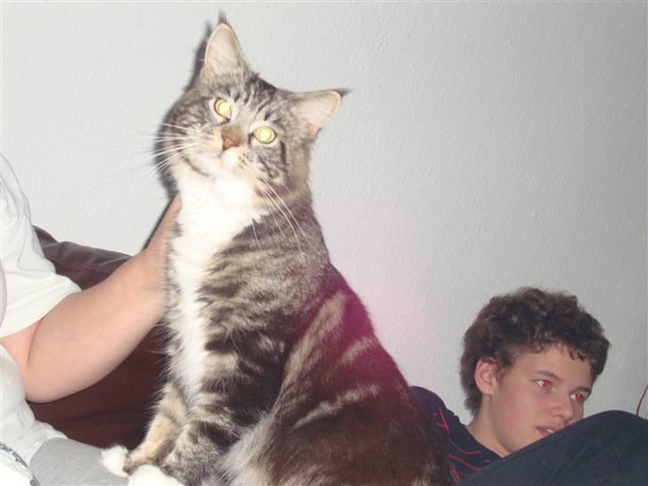 Maine Coon Gumle - Mors Kat billede 6