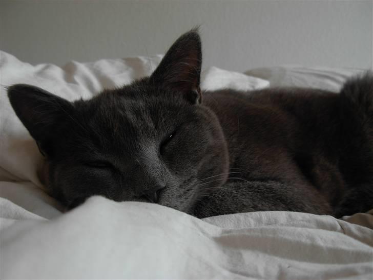 Blanding af racer pjevs billede 10