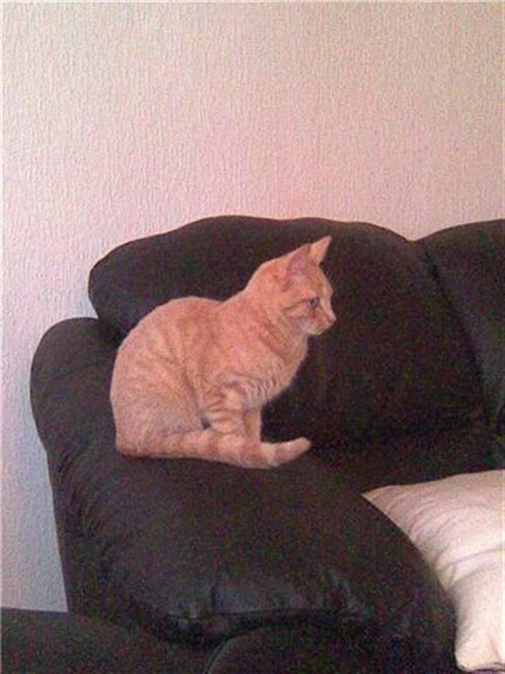 Huskat Dina billede 2