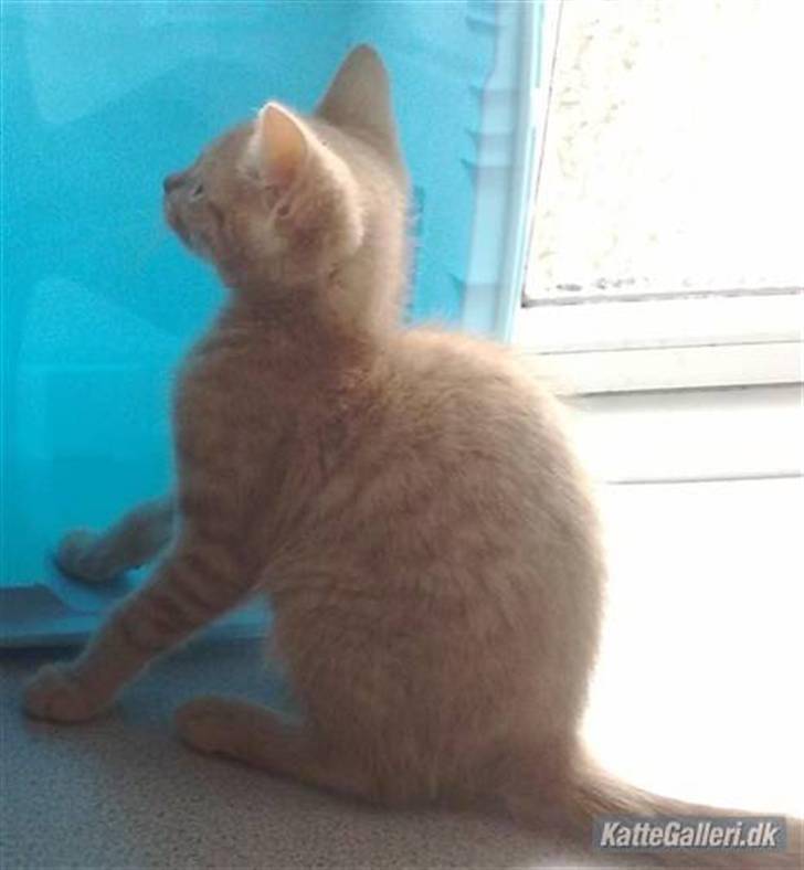 Huskat Dina billede 3