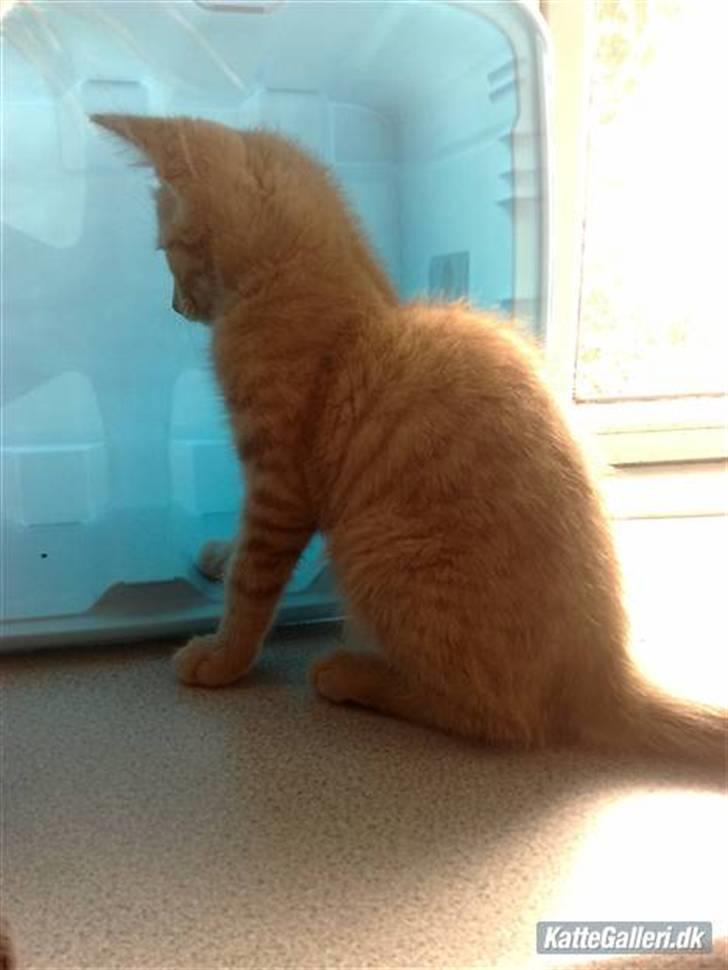 Huskat Dina billede 4