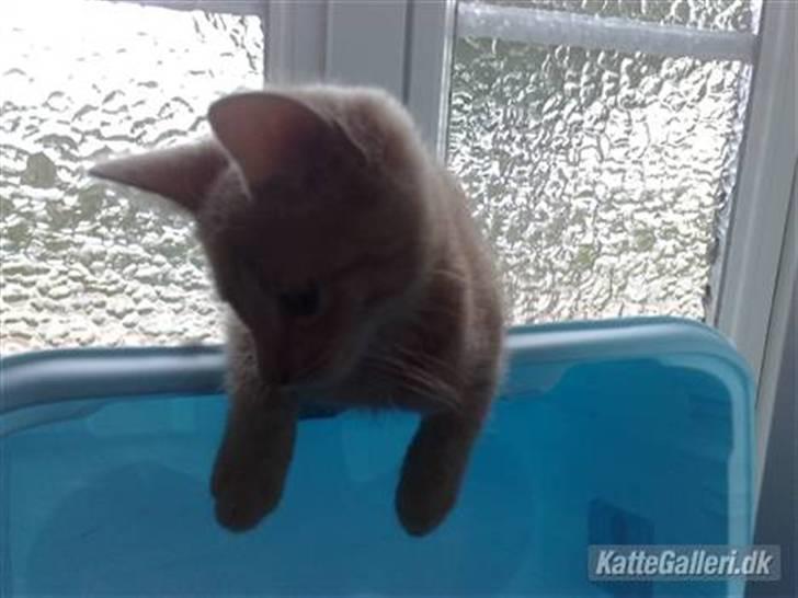 Huskat Dina billede 5