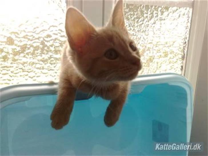 Huskat Dina billede 6