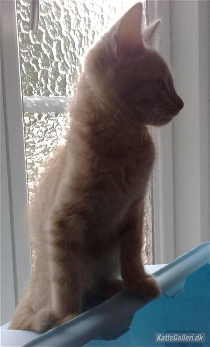 Huskat Dina billede 7