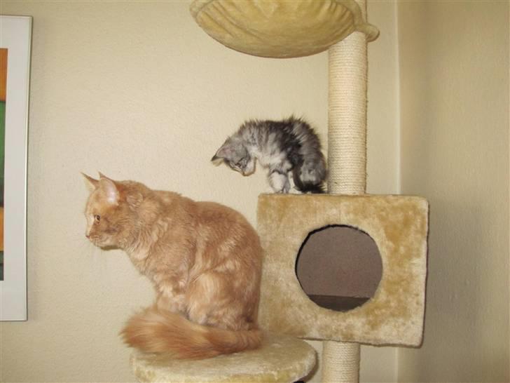 Maine Coon sølvfine billede 7