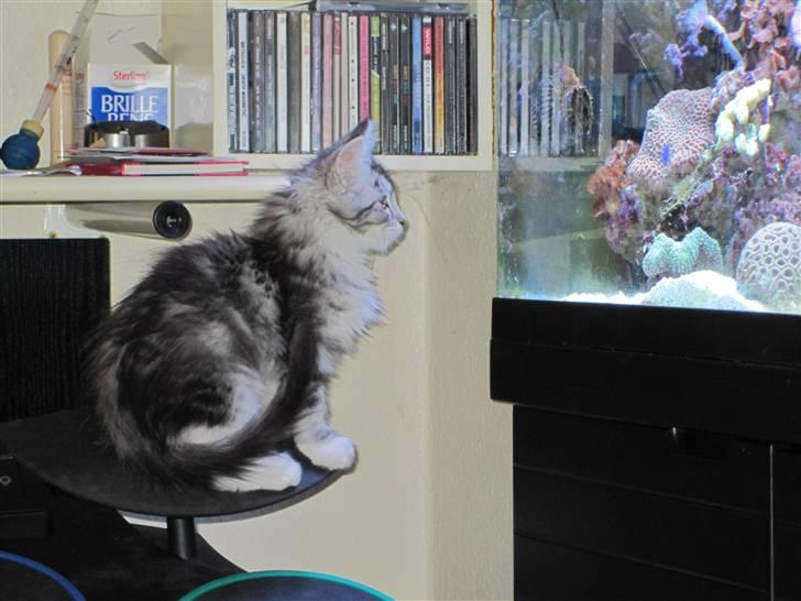 Maine Coon sølvfine billede 8