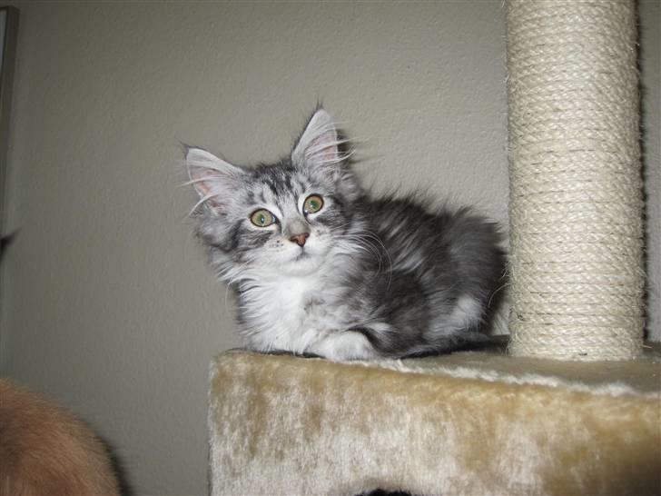 Maine Coon sølvfine billede 9