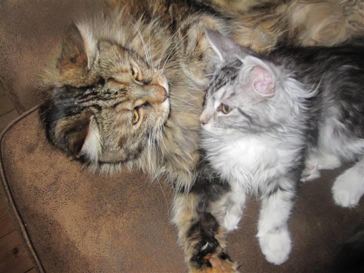 Maine Coon sølvfine billede 10