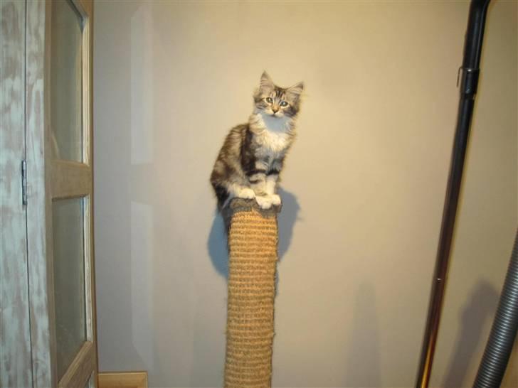 Maine Coon sølvfine billede 11