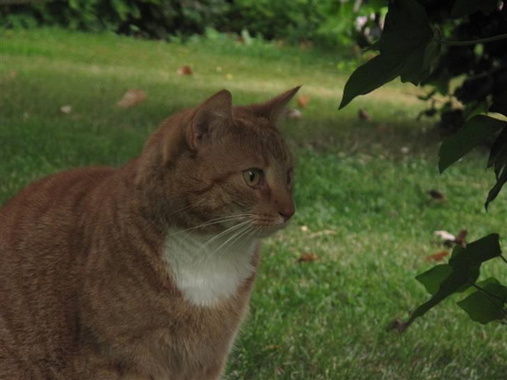 Huskat Donna. - Summer 2010! billede 20