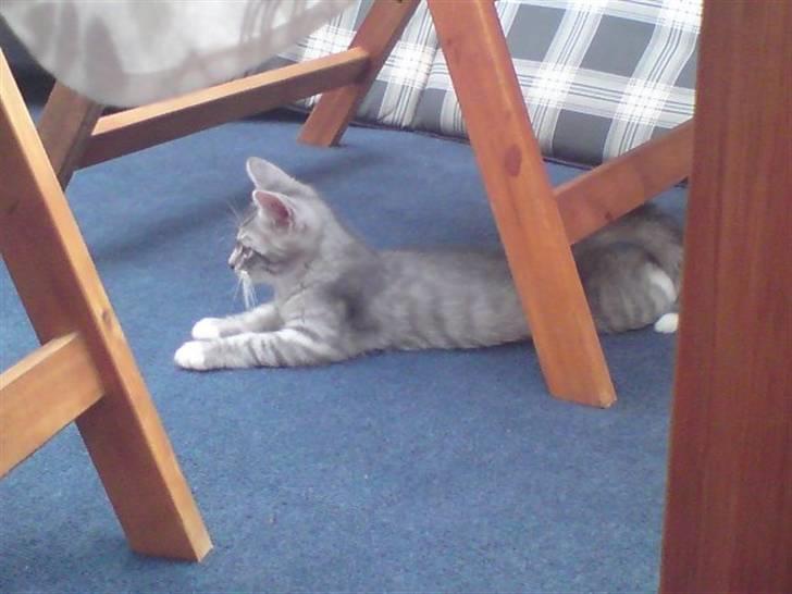 Blanding af racer Gizmo billede 7