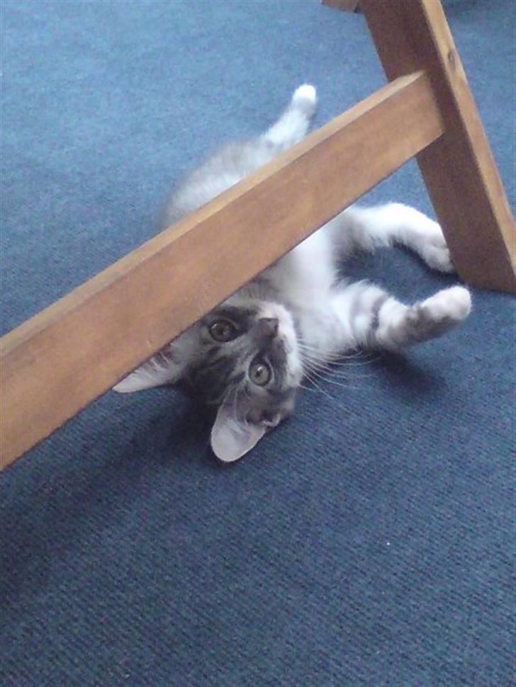 Blanding af racer Gizmo billede 8