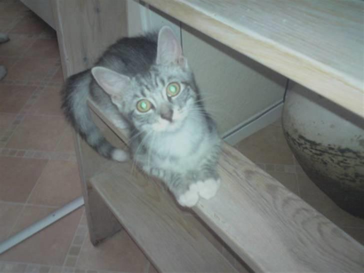 Blanding af racer Gizmo billede 9