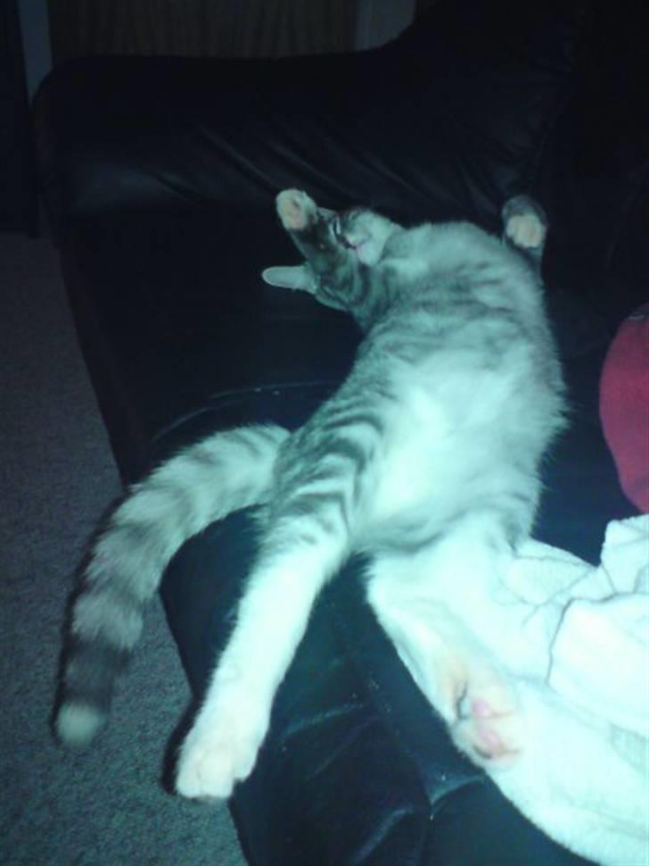 Blanding af racer Gizmo billede 10