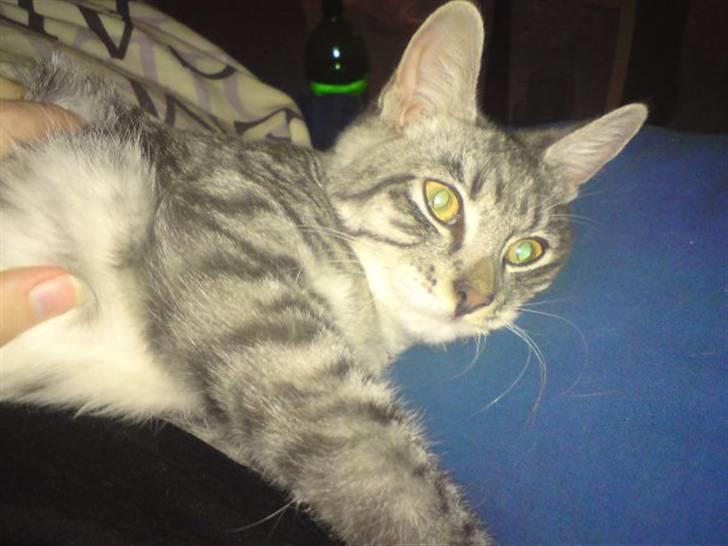 Blanding af racer Gizmo billede 11