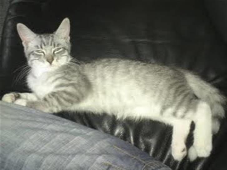 Blanding af racer Gizmo billede 13