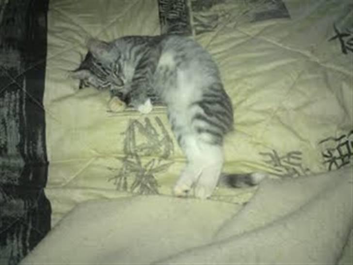 Blanding af racer Gizmo billede 14