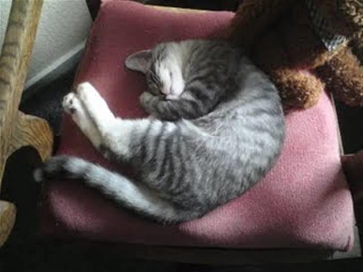 Blanding af racer Gizmo billede 15