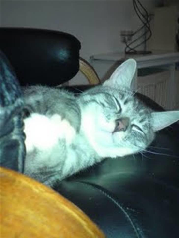 Blanding af racer Gizmo billede 16