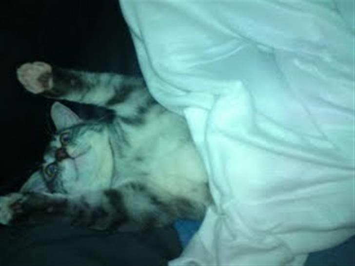 Blanding af racer Gizmo billede 19