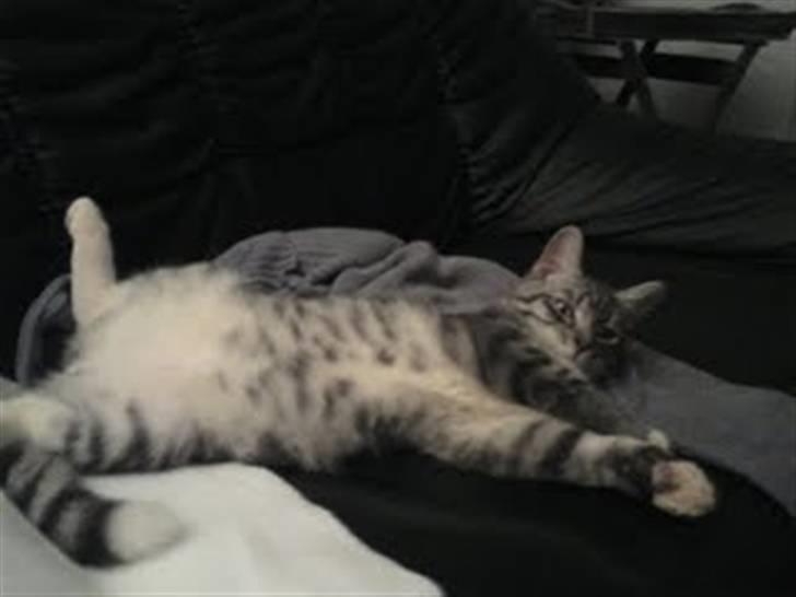 Blanding af racer Gizmo billede 20