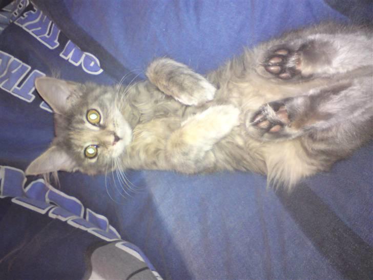 Maine Coon Misha - råhygge  billede 1