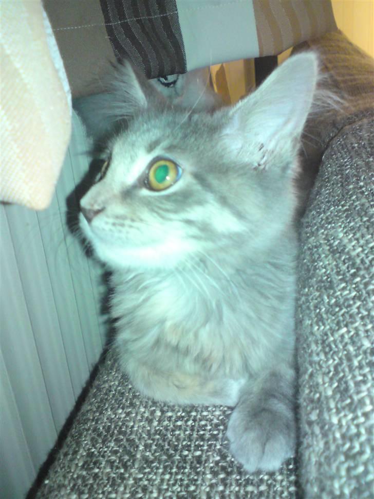 Maine Coon Misha billede 3