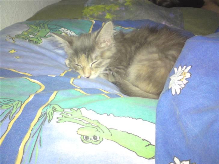 Maine Coon Misha - mors pude ah den er dejlig varm billede 4