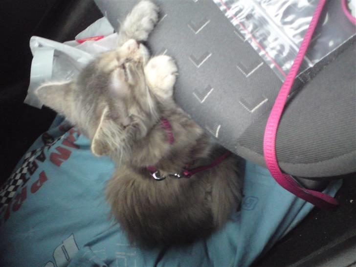 Maine Coon Misha - 1. tur til dyrlægen  billede 5