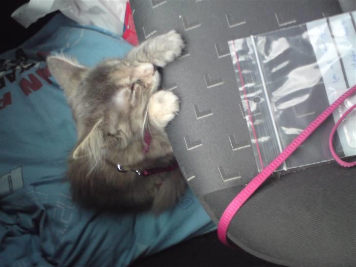 Maine Coon Misha - jeg kan ikke li at kæøre i bil :-( billede 6