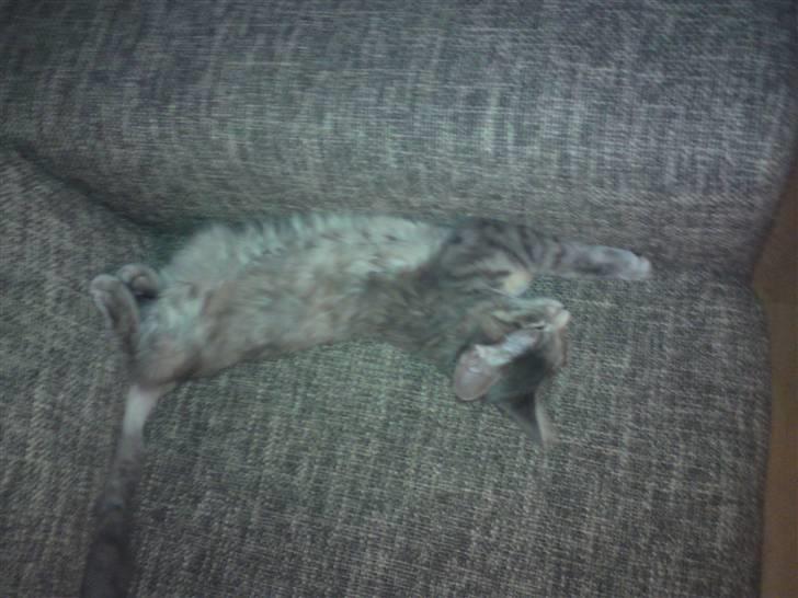 Maine Coon Misha - sofa hygge billede 7