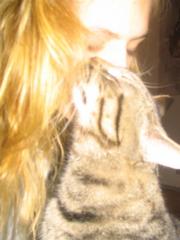 Huskat Pjevs R.I.P <3 - så dejlig en kat :) billede 1