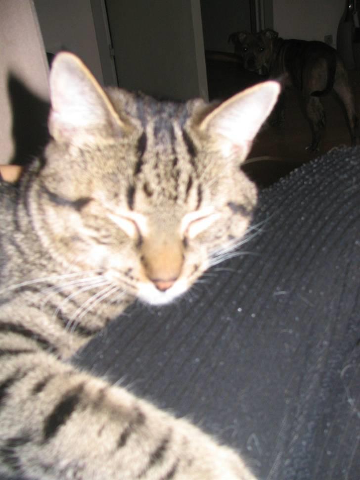 Huskat Pjevs R.I.P <3 - Uhm, så dejligt at putte med mor :) billede 2