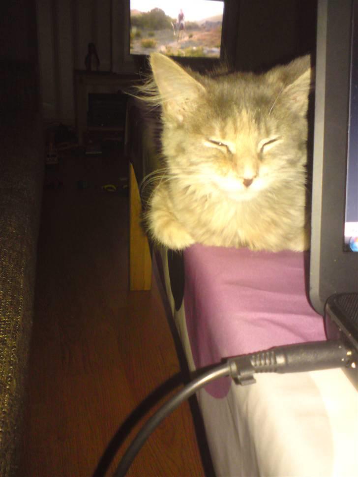 Maine Coon Misha billede 8