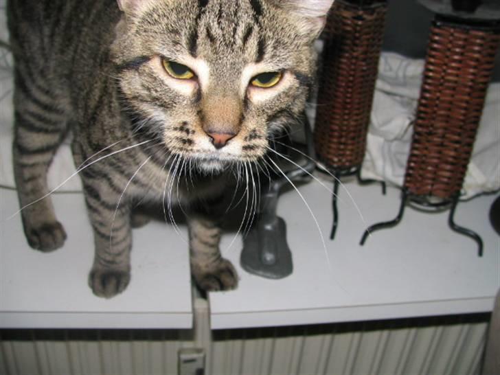 Huskat Pjevs R.I.P <3 - Elsker hans udtryk på dette billede :) billede 3