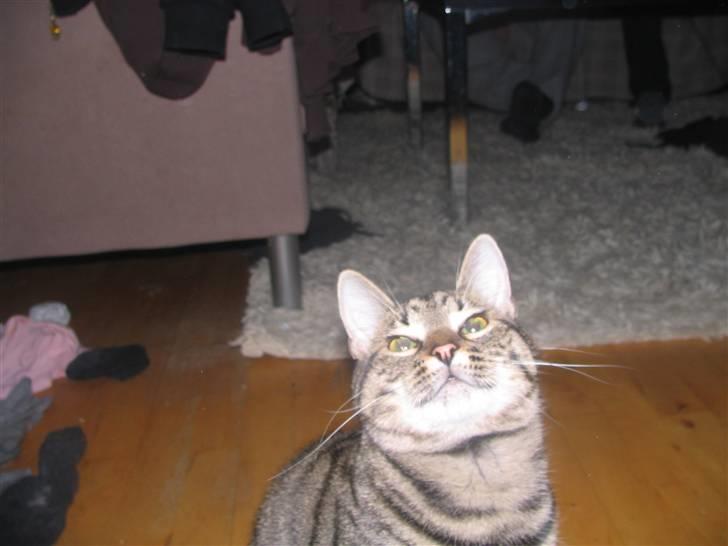 Huskat Pjevs R.I.P <3 - er jeg ikke lækker ?;) billede 4