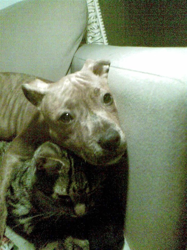 Huskat Pjevs R.I.P <3 - Hygge :) putter med min store lille søster :p billede 5