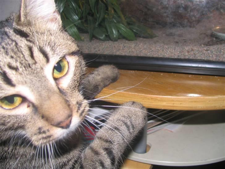 Huskat Pjevs R.I.P <3 - jeg vil ind til gekkoen :) billede 6