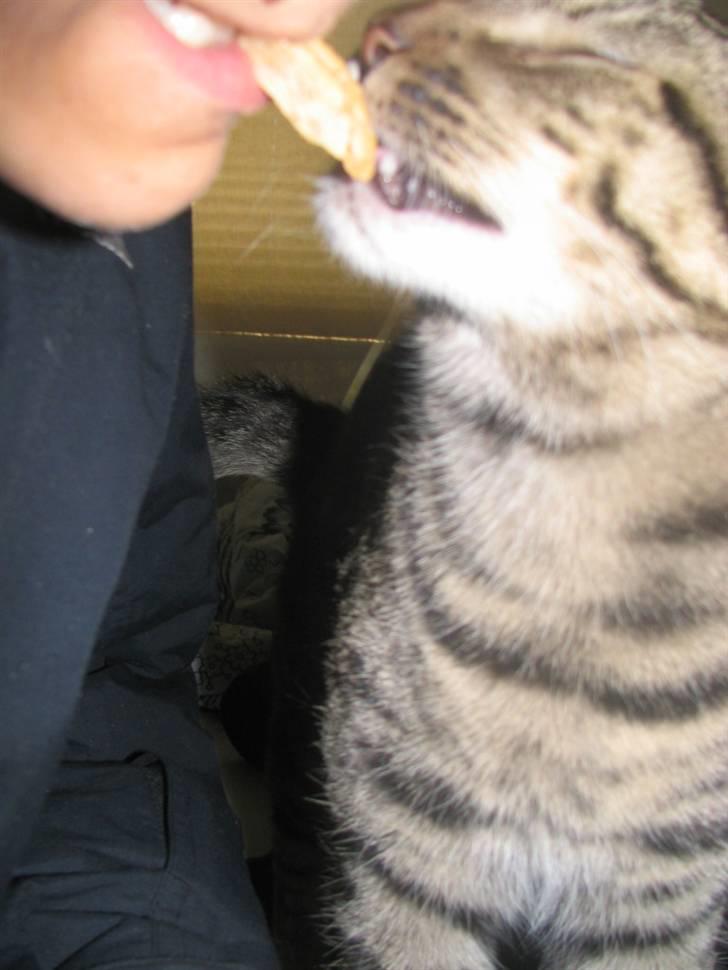 Huskat Pjevs R.I.P <3 - vi deler en kiks :) billede 7