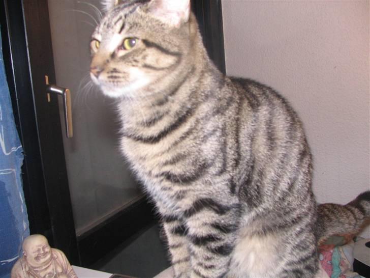 Huskat Pjevs R.I.P <3 - Pjevs :) billede 8