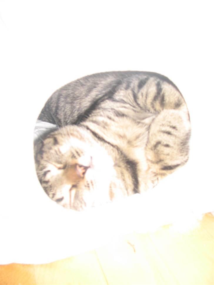 Huskat Pjevs R.I.P <3 - Lækre pjevs :)<3 i genbrugs kassen, / hjemmelavet :) af mig ;) billede 9